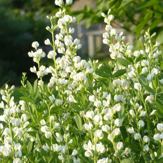 Baptisia alba
