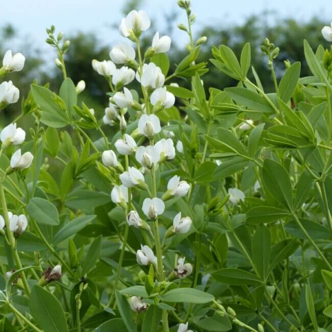 Baptisia alba - Afbeelding 2