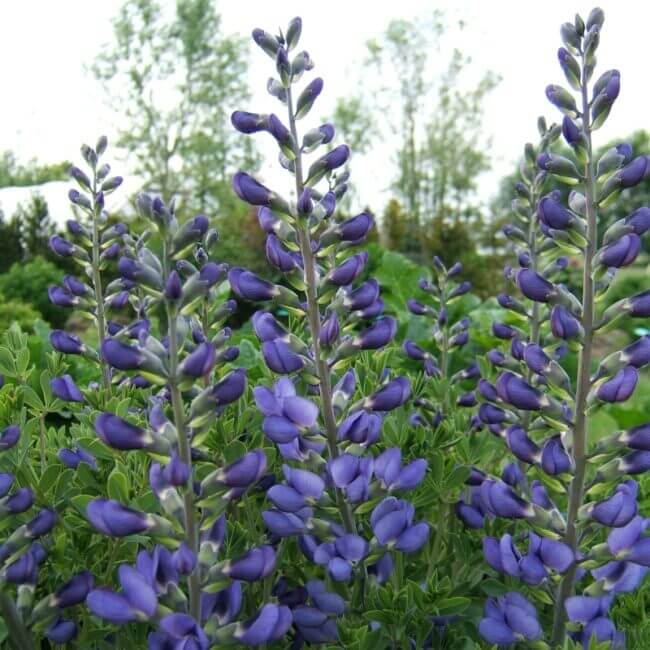 Baptisia australis