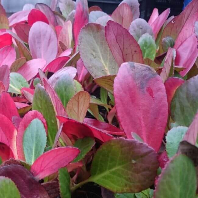 Bergenia 'Dragonfly Angel Kiss' - Afbeelding 2