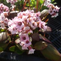 Bergenia 'Dragonfly Angel Kiss'