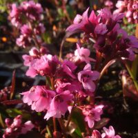 Bergenia 'Pink Dragonfly'