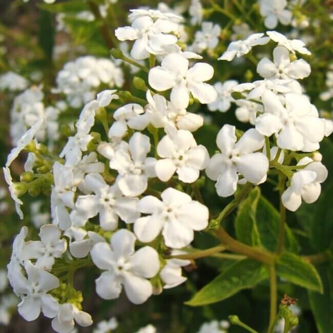 Brunnera macrophylla 'Betty Bowring' - Afbeelding 2