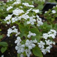 Brunnera macrophylla 'Betty Bowring'