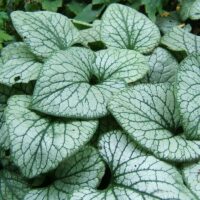 Brunnera 'Sea Heart'