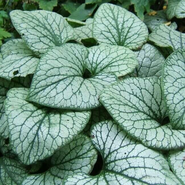 Brunnera 'Sea Heart'