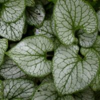 Brunnera macrophylla 'Jack Frost'