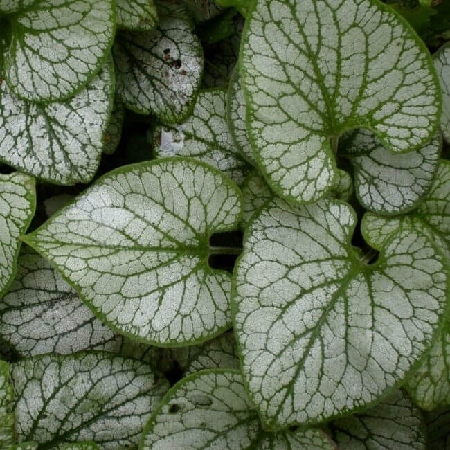 Brunnera macrophylla 'Jack Frost'