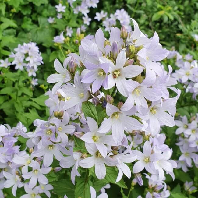 Campanula lactiflora 'Blue Cross' - Afbeelding 3
