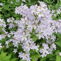 Campanula lactiflora 'Blue Cross'
