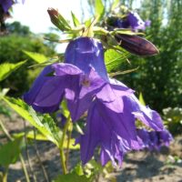 Campanula 'Kent Belle'