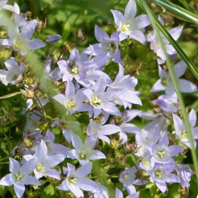 Campanula lactiflora 'Blue Cross' - Afbeelding 2