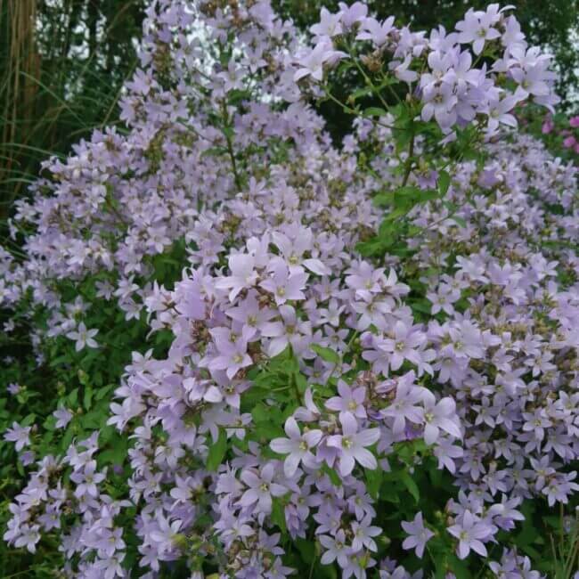Campanula lactiflora 'Blue Cross' - Afbeelding 4
