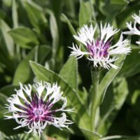 Centaurea montana 'Amethyst in Snow'
