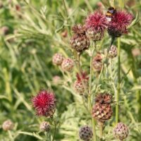Centaurea atropurpurea