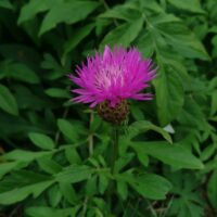 Centaurea pambakensis