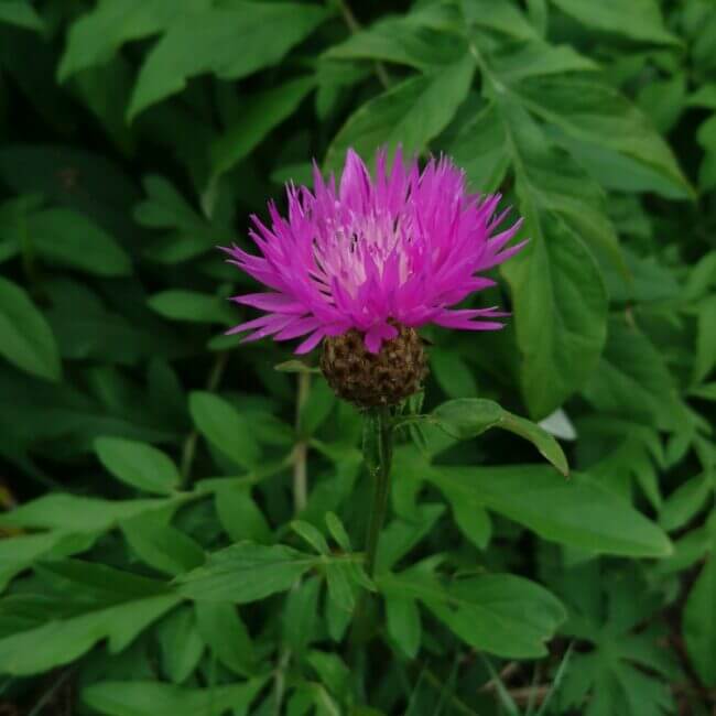 Centaurea pambakensis