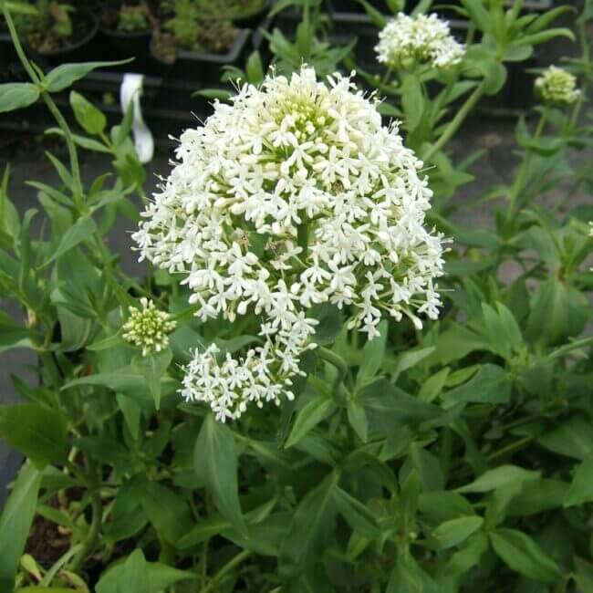 Centranthus ruber 'Albus' - Afbeelding 2