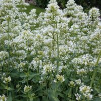 Centranthus ruber 'Albus'