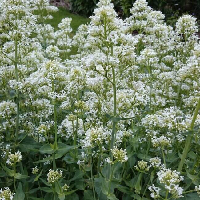 Centranthus ruber 'Albus'