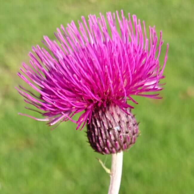 Cirsium rivulare 'Trevor's Blue Wonder'