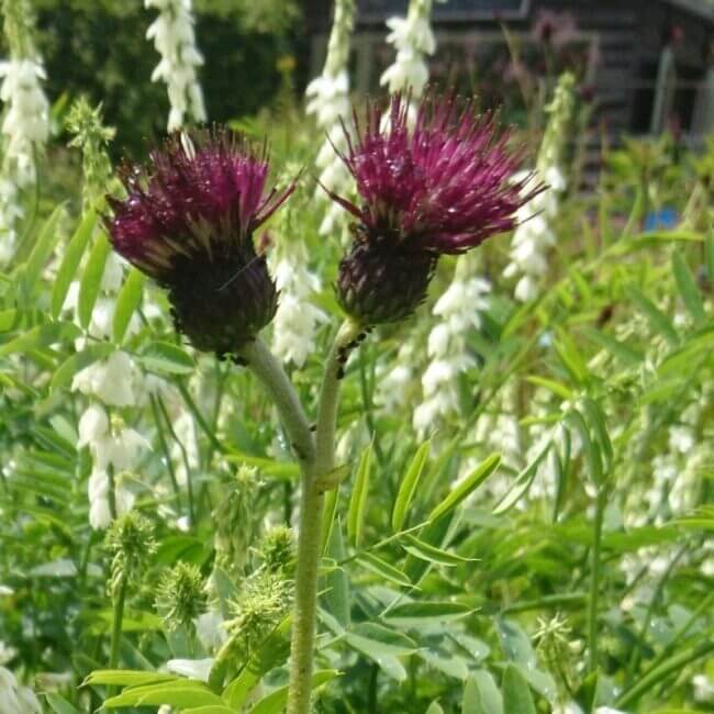 Cirsium rivulare 'Atropurpureum'