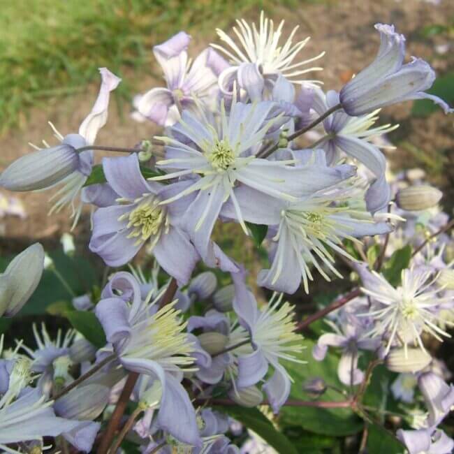 Clematis 'Mrs Robert Brydon'