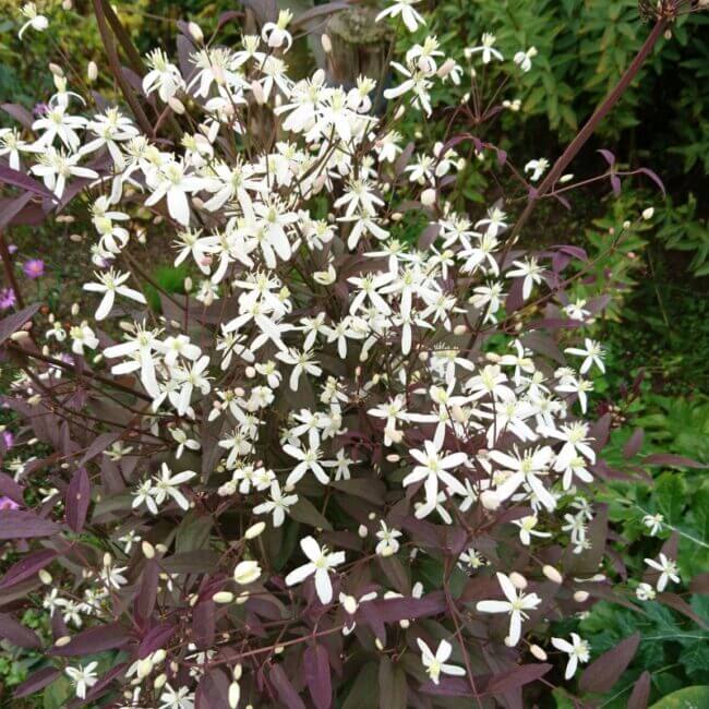 Clematis recta 'Velvet Night'