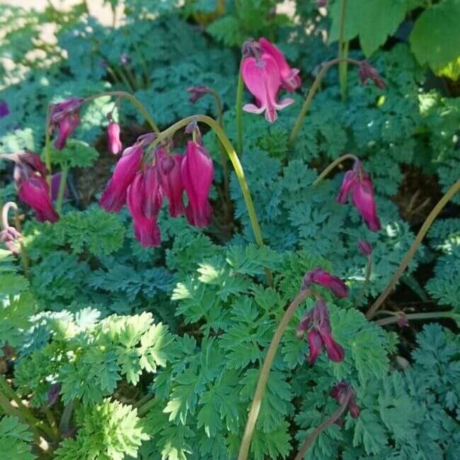 Dicentra formosa 'King of Hearts'