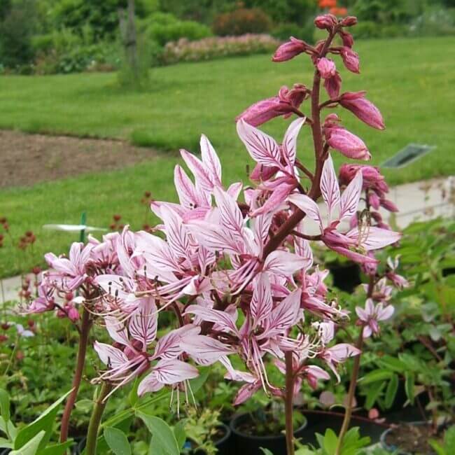 Dictamnus albus 'Albiflorus'