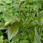Disporum cantoniense 'Green Giant'