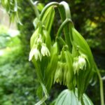 Disporum cantoniense 'Green Giant' - Afbeelding 2