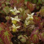 Epimedium pinnatum subsp colchicum - Afbeelding 2