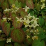 Epimedium pinnatum subsp colchicum