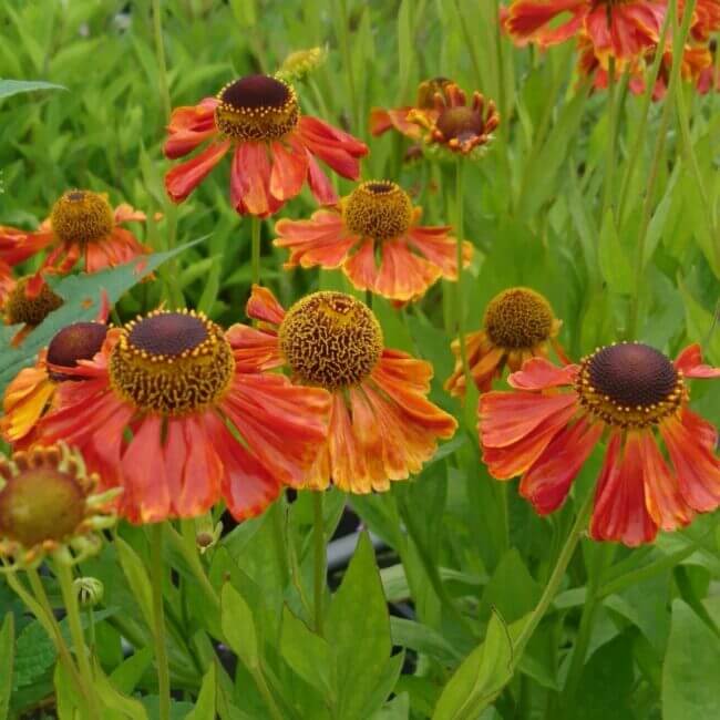 Helenium 'Kupfersprudel' - Afbeelding 2