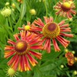 Helenium 'Zalkerdieck' - Afbeelding 2