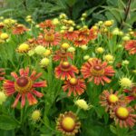 Helenium 'Zalkerdieck' - Afbeelding 3