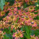 Helenium 'Zalkerdieck' - Afbeelding 4
