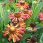 Helenium 'Zalkerdieck'