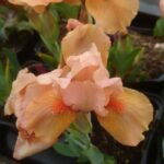 Iris pumila 'Autumn Tangerine'