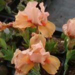 Iris pumila 'Autumn Tangerine' - Afbeelding 2