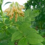 Lathyrus aureus - Afbeelding 2