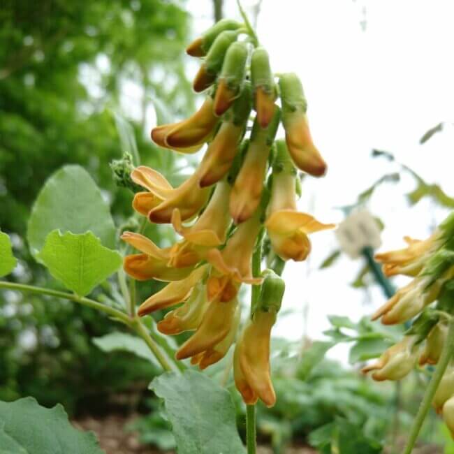 Lathyrus gmelinii