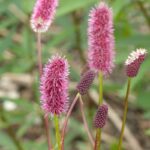 Sanguisorba menziesii ZAAD - Afbeelding 3