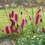 Sanguisorba menziesii ZAAD - Afbeelding 2