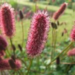 Sanguisorba menziesii ZAAD