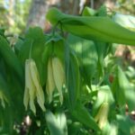 Uvalaria grandiflora 'Pallida' - Afbeelding 3