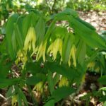 Uvalaria grandiflora 'Pallida' - Afbeelding 2