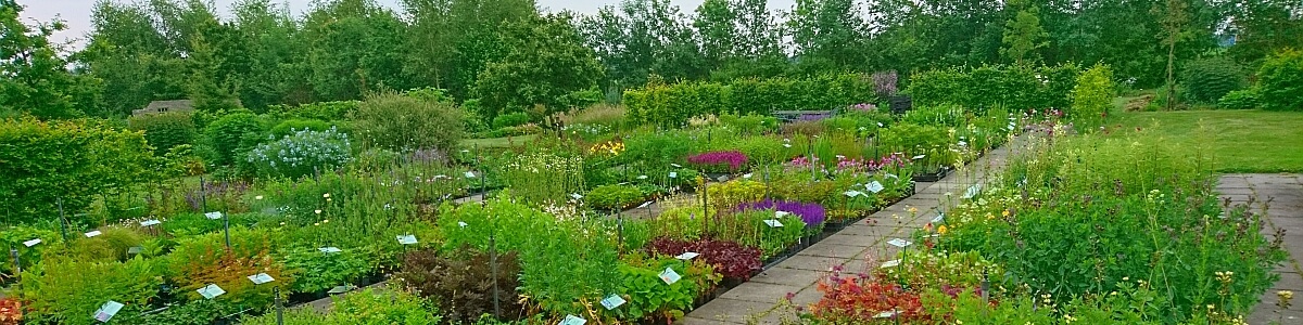 Grote hoeveelheid ochtendgloren faillissement Arjan Schepers Vaste Planten een kleinschalige kwekerij met een bijzonder  assortiment vaste planten